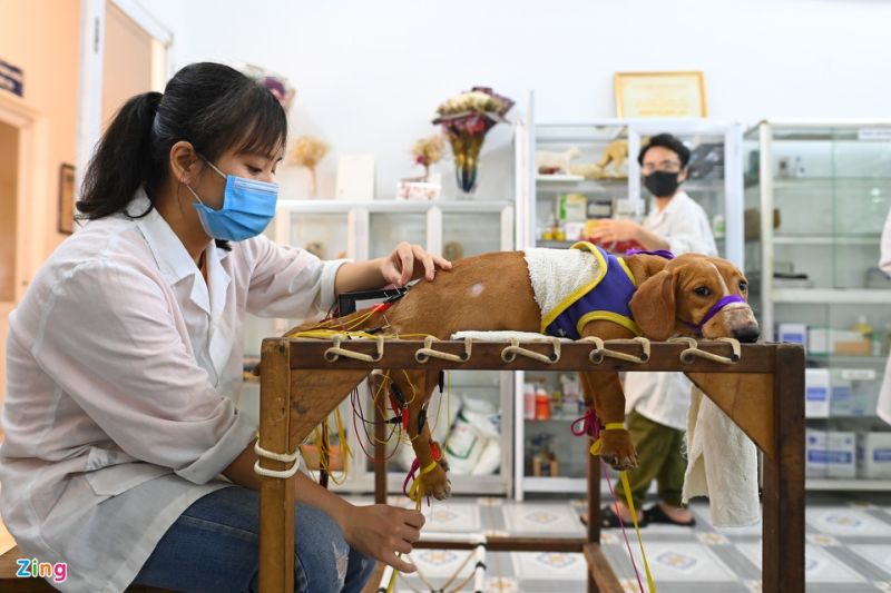 自立が困難な犬猫の診療台　ⓒ Zing News